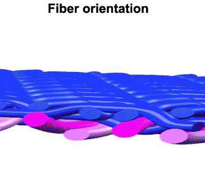 Fiber orientation (HUT)