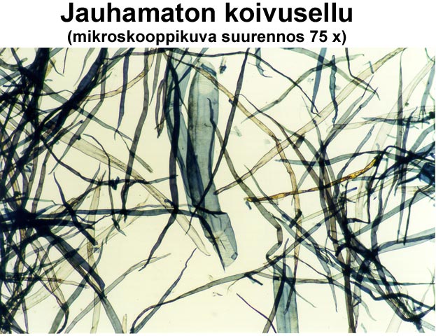 Jauhamaton koivusellu (KCL)