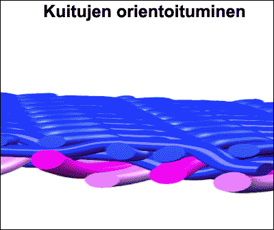 Kuitujen orientoituminen (TKK)