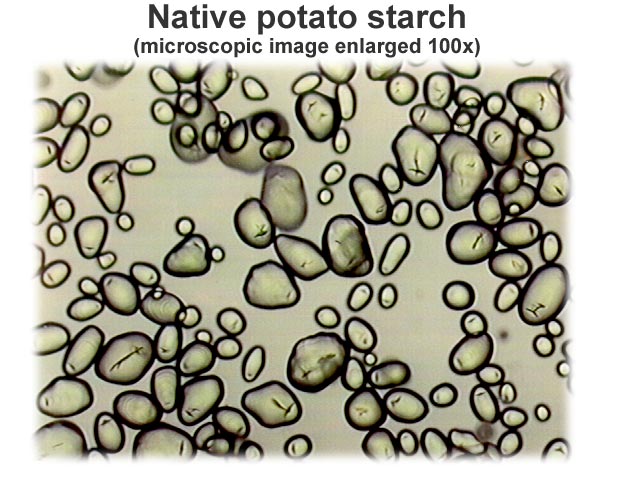 Native potato starch (microscopic image) (Ciba Specialty Chemicals)